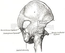 Anterior superior iliac spine