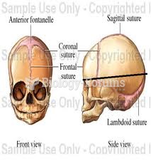 The Fetal Skull •  Frontal b