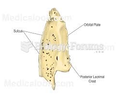 Lacrimal bones