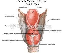 Cricothyroid muscle