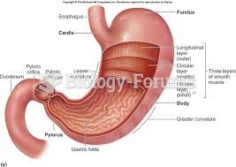 anatomy of stomach
