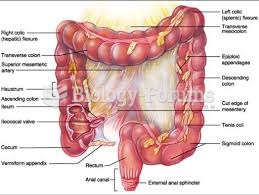 Anatomy Of Large Intestine