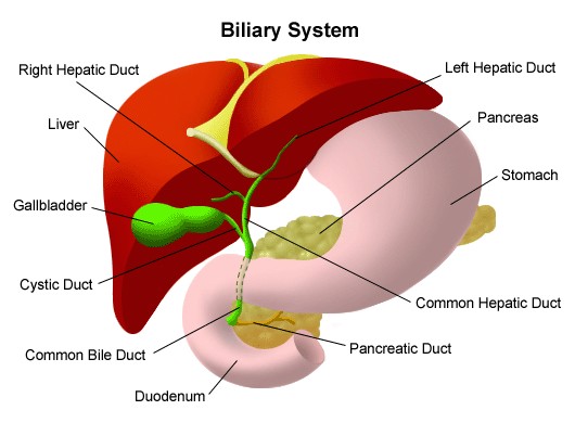 Liver Transplantation Procedure