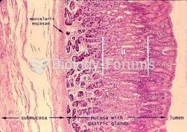 Histology Of Stomach