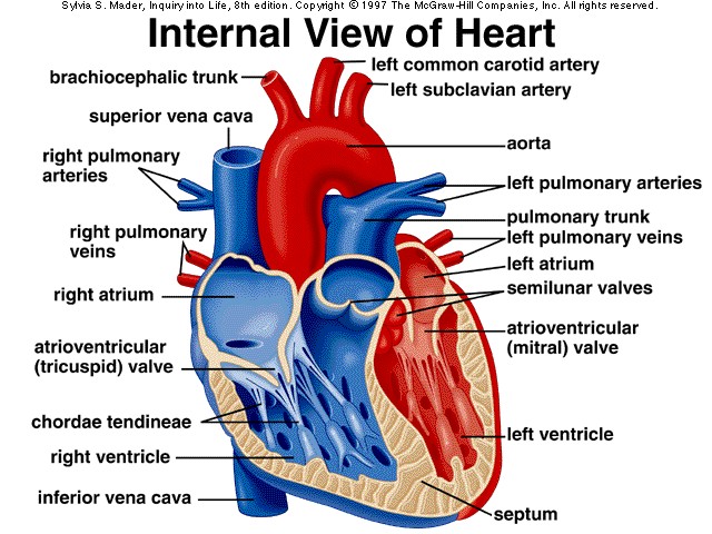 Internal Heart Anatomy