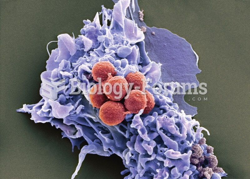 A dendritic cell preparing to engulf spores of a fungus, Aspergillus fumigatus.