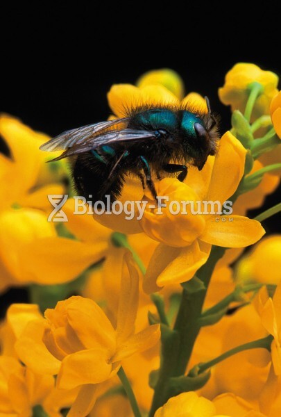 Blueberry bees (Osmia ribifloris) are efficient pollinators of a variety of plants, including this b