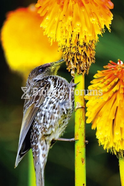 Pollen accumulates on the feathers of a little wattlebird (Antho-chaera chrysoptera) sipping nectar 
