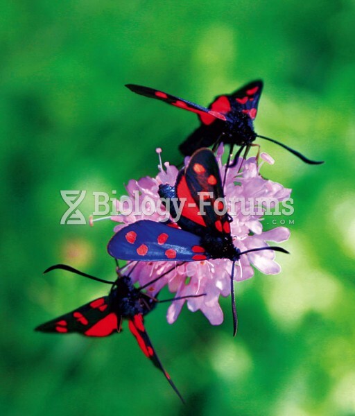 Female burnet moths (Zygaena filipendulae) perch on purple blossoms