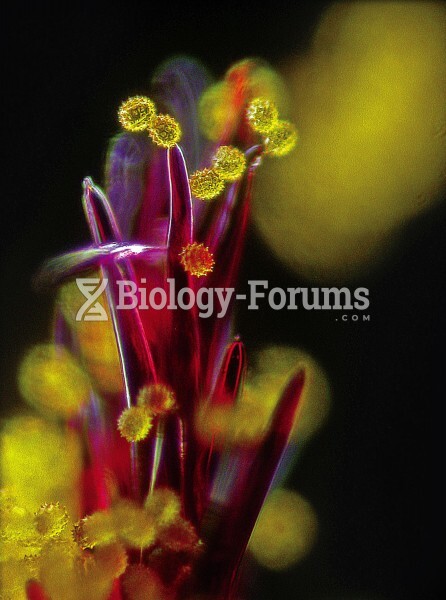 Pollen on stigmata - blanket flower (Gaillardia grandiflora) 