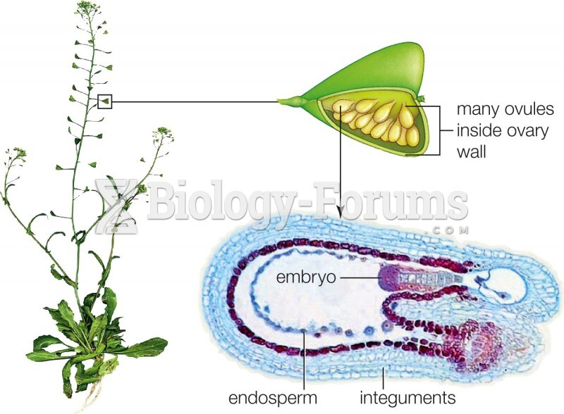 Embryonic development of shepherd’s purse (Capsella), a eudicot