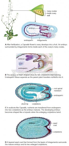 Embryonic development of shepherd’s purse (Capsella), a eudicot