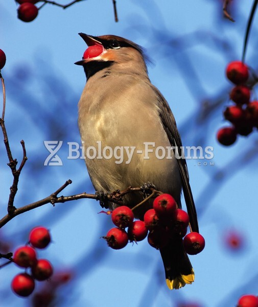 Red, fleshy fruits of hawthorn plants (Crataegus) are an important food for cedar waxwings (Bombycil