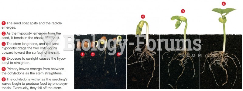 Early growth of the common bean (Phaseolus vulgaris), a typical eudicot.