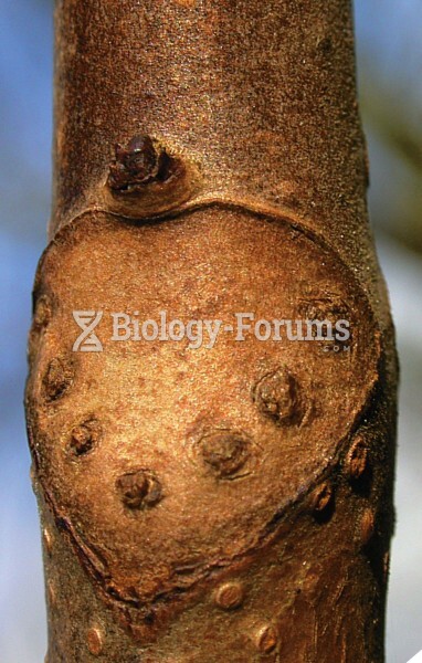 Remains of an abscission zone between a leaf petiole and twig of horse chestnut (Aesculus hippocasta