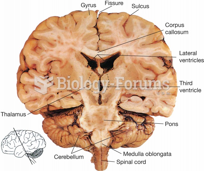 Posterior half of the brain.