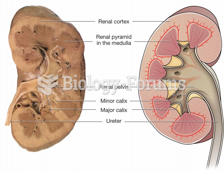 Cut section of a kidney.