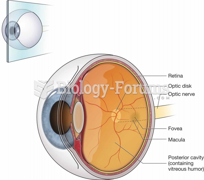Internal structures at the back of the eye.