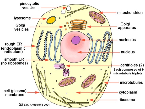 bacteria cell diagram