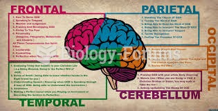 brain diagram