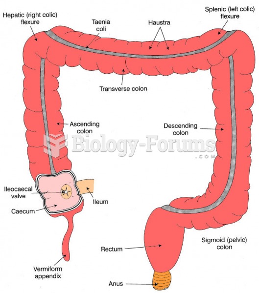 Anatomy of the large intestine