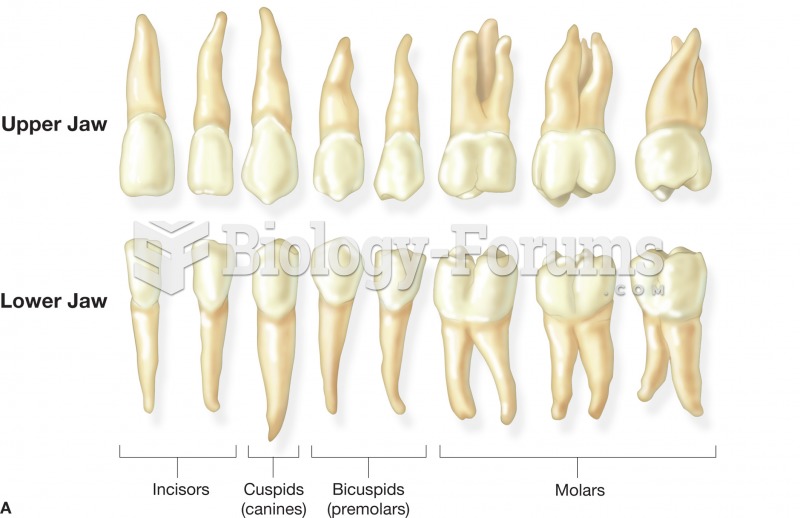 (A) The name and shape of the adult teeth. These teeth represent those found in the right side of th