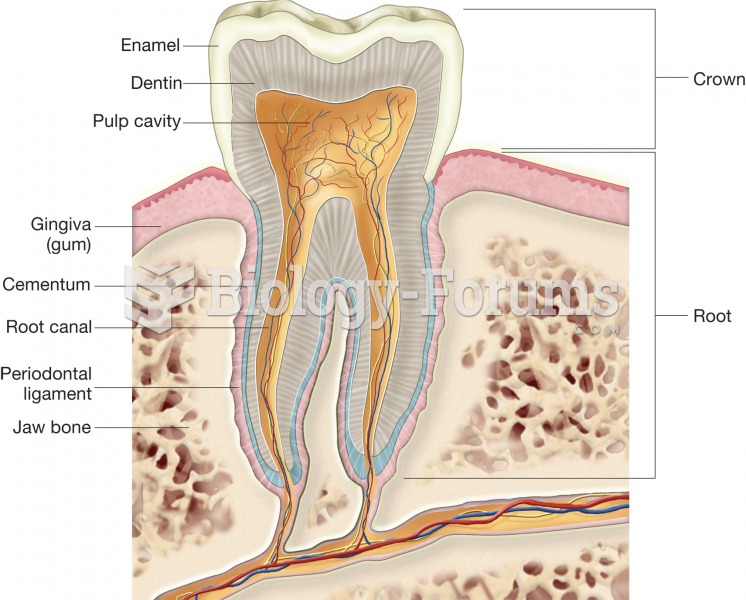 An adult tooth, longitudinal view showing internal structures of the crown and root. 