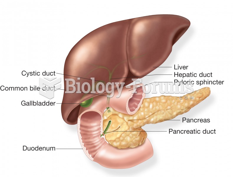 The accessory organs of the digestive system: the liver, gallbladder, and pancreas. Image shows the 