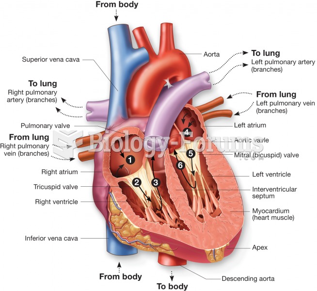 The path of blood flow through the chambers of the left and right side of the heart, including the v