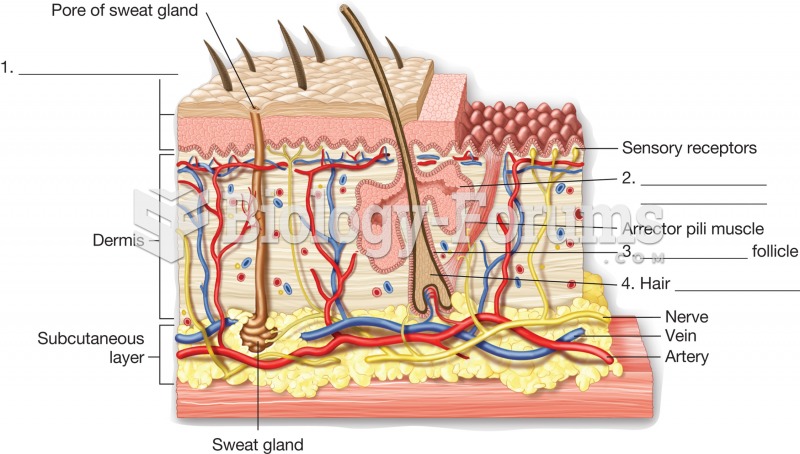 Anatomy of the skin. Illustration of a section of skin showing key structures.