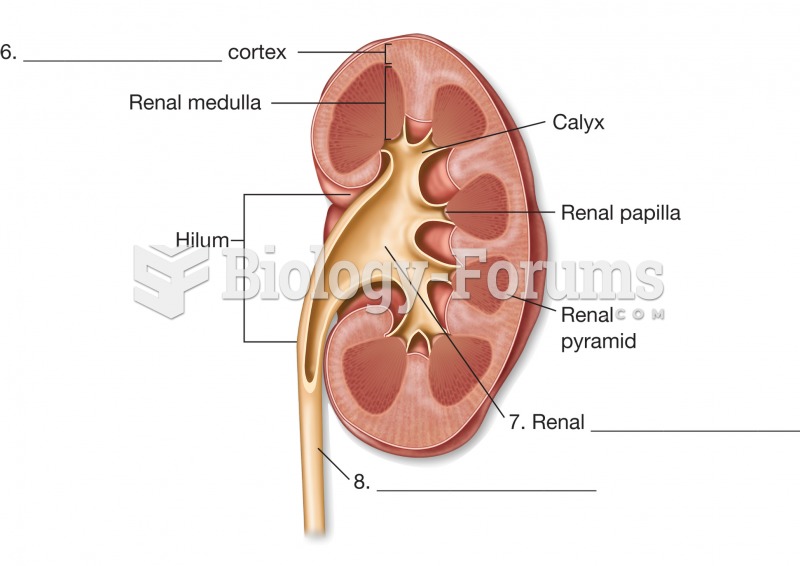 The kidney. Illustration of a sectioned kidney, which reveals its internal features.