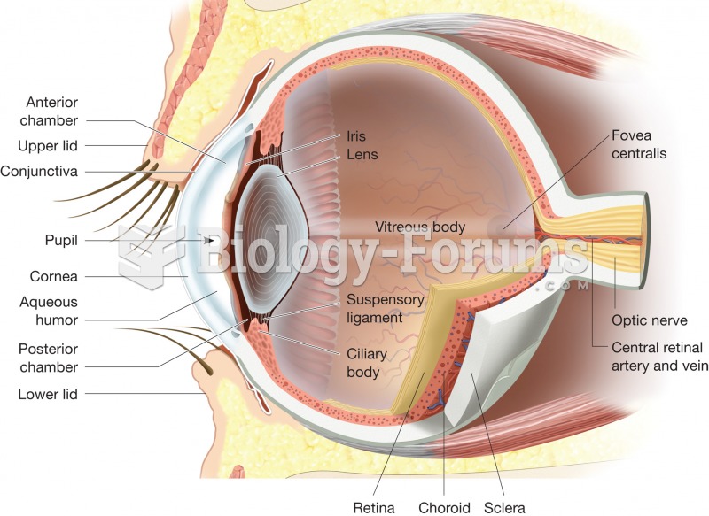 The internal structures of the eye. 