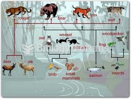 food web