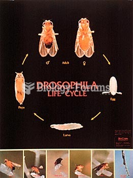 Drosophila melanogaster 2