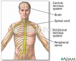 human nervous system