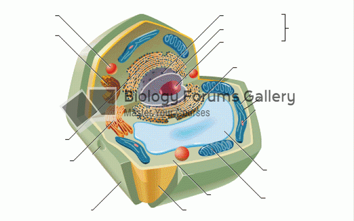 Plant Cell (Blank Labels)