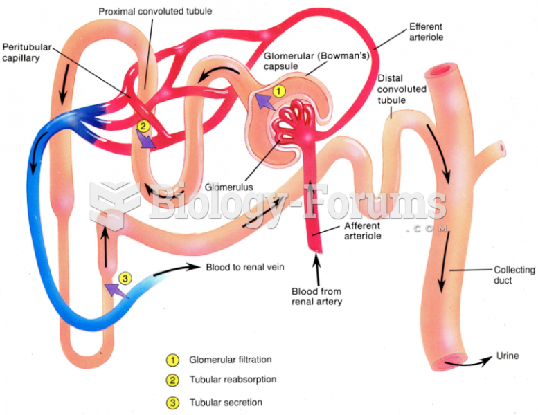 nephron - functional unit of the kidney