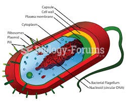 Human Cell