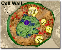 Cell Wall