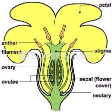 reproductive system in plants