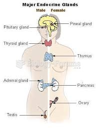 major endocrine gland