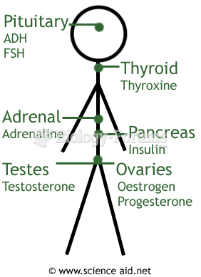 Hormones  Location of Glands