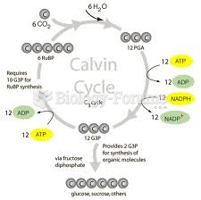calvin cycle4