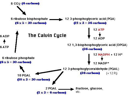 calvin cycle8
