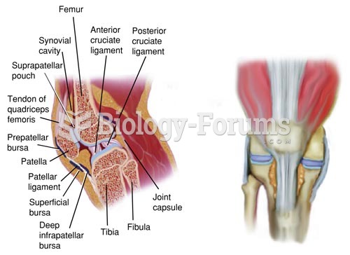 Anatomy of the Right Knee Joint, Sagittal Section