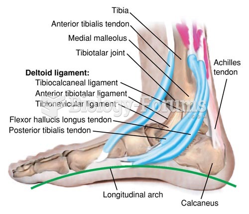 Ligaments of the Ankle, Medial View