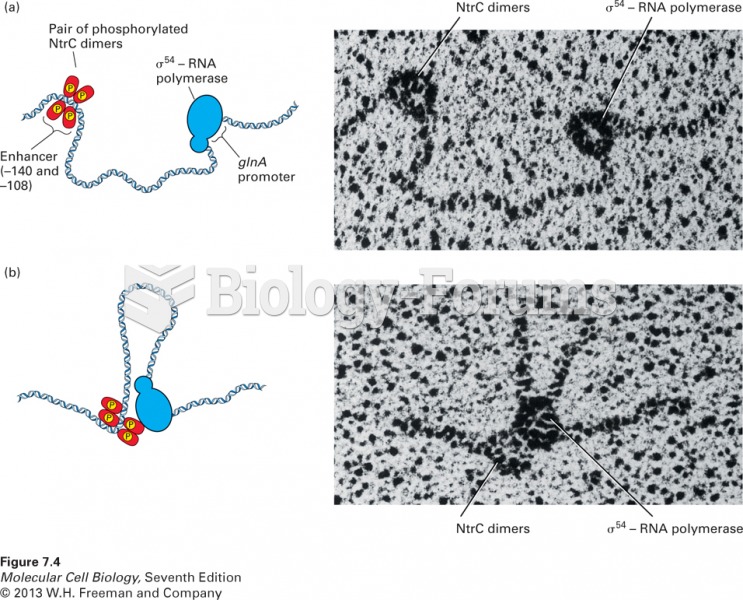 DNA looping permits interaction of bound NtrC and s54–RNA polymerase