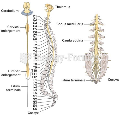 The Spinal Cord, The Spinal Cord and Spinal Nerves; Close-up of the Caudal Region of the Spinal Nerv