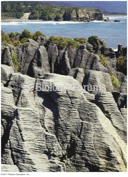 Limestone: A Marine Sedimentary Rock
