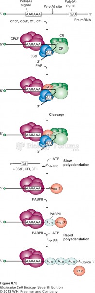 Model for cleavage and polyadenylation of pre-mRNAs in mammalian cells